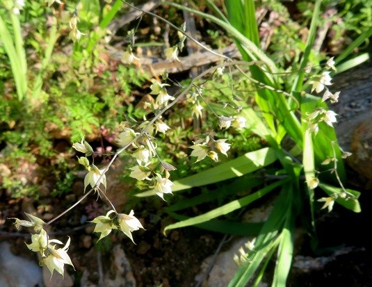 Melasphaerula graminea