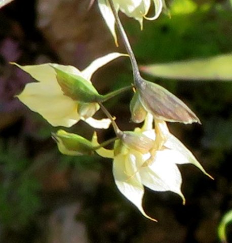 Melasphaerula graminea flowers