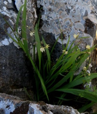 Melasphaerula graminea leaves