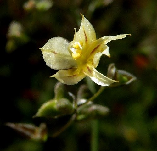 Melasphaerula graminea brown tepal lines