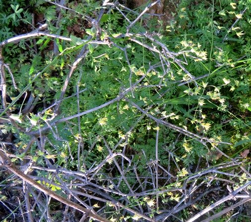 Melasphaerula graminea flowering over its neighbours