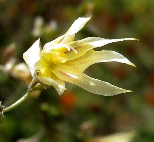 Melasphaerula graminea tepals appearing elongated