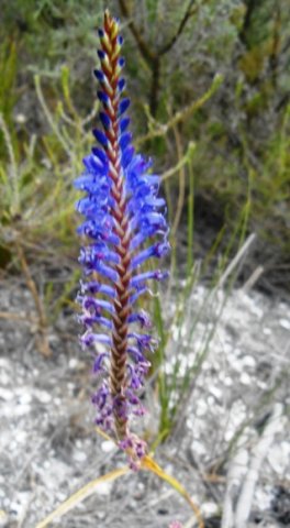 Micranthus junceus