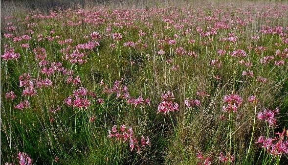 Nerine angustifolia