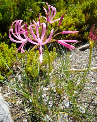Nerine appendiculata