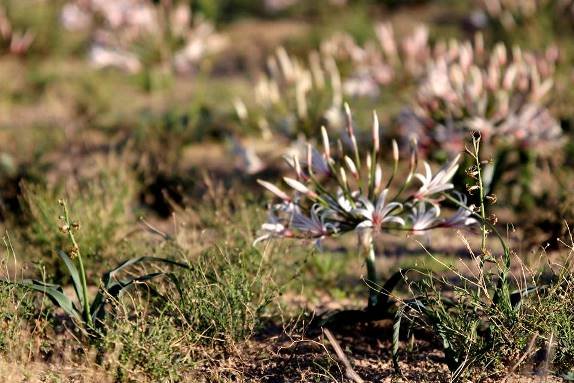 Nerine laticoma subsp. laticoma leaves