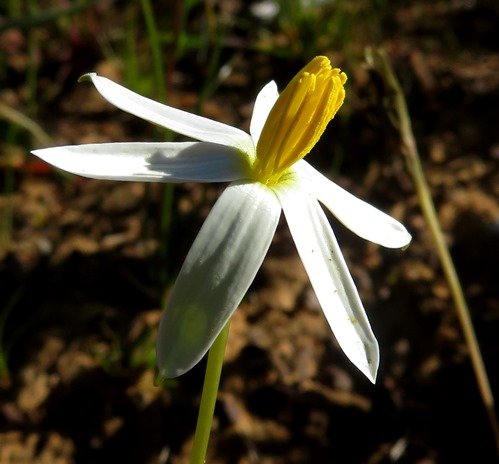 Pauridia serrata subsp. albiflora flower