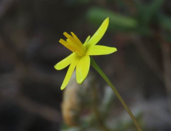Pauridia trifurcillata 