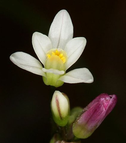 Prototulbaghia siebertii