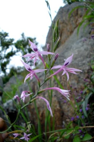 Radinosiphon leptostachya inflorescence