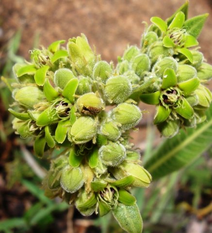 Raphionacme galpinii