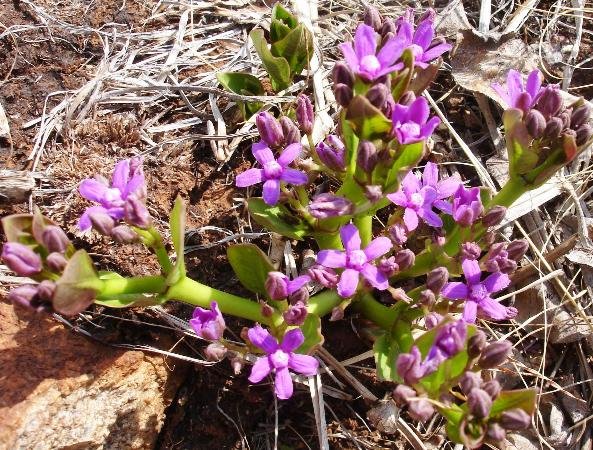 Raphionacme hirsuta