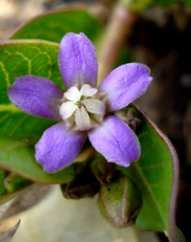 Raphionacme hirsuta flower