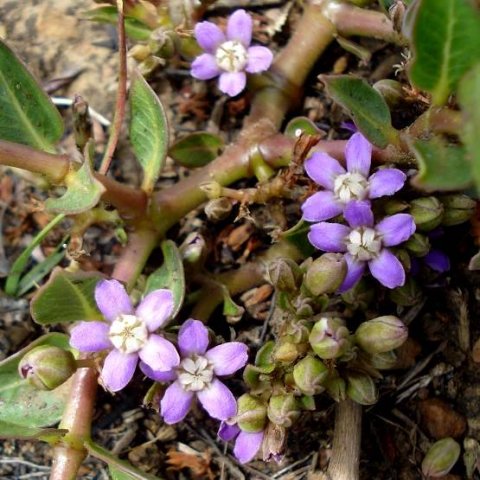 Raphionacme hirsuta branches