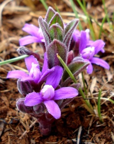 Raphionacme hirsuta flowers