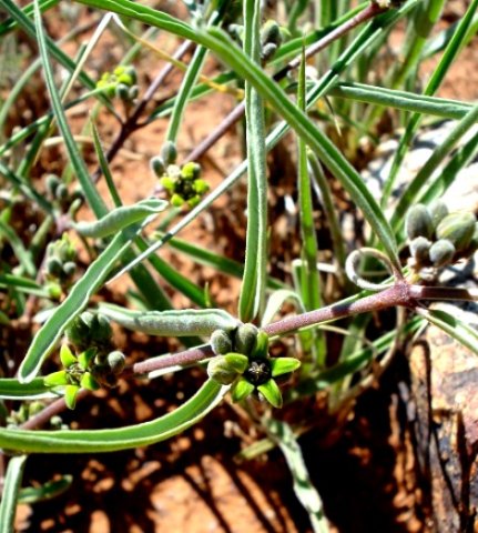 Raphionacme velutina