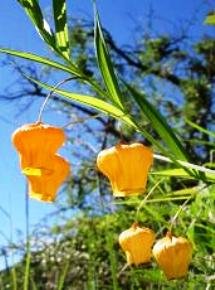 Sandersonia aurantiaca