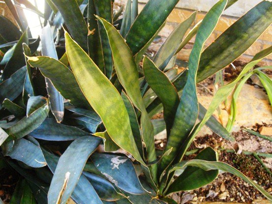 Sansevieria hyacinthoides