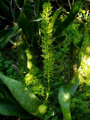 Sansevieria hyacinthoides starting to flower