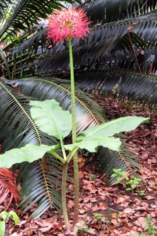 Scadoxus multiflorus subsp. katharinae leaves and flowers