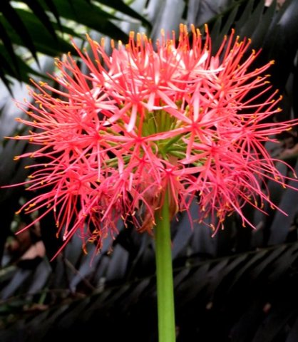 Scadoxus multiflorus subsp. katharinae umbel