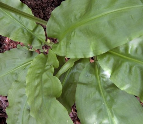 Scadoxus multiflorus subsp. katharinae