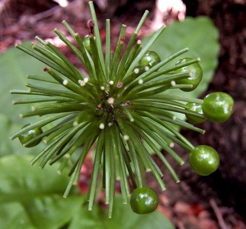 Scadoxus multiflorus subsp. katharinae umbel of fruit