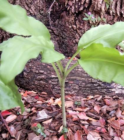 Scadoxus multiflorus subsp. katharinae false stem