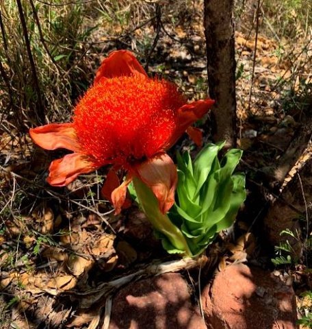 Scadoxus puniceus