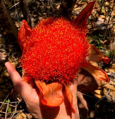 Scadoxus puniceus inflorescence