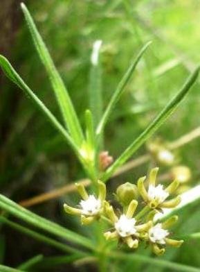 Schizoglossum bidens subsp. bidens