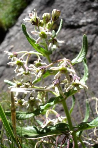 Schizoglossum hilliardiae