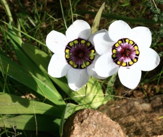 Sparaxis elegans
