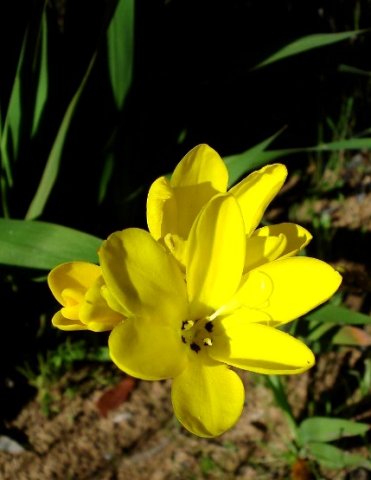 Sparaxis grandiflora subsp. fimbriata