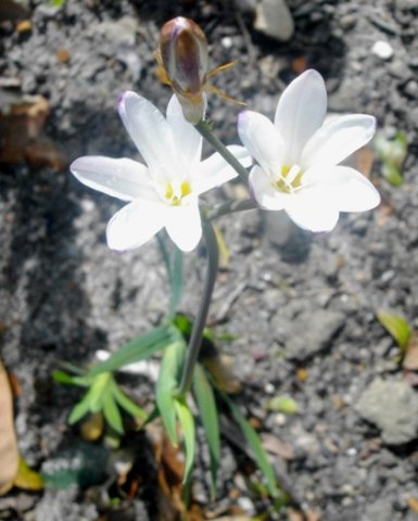 Sparaxis grandiflora subsp. fimbriata flowering white