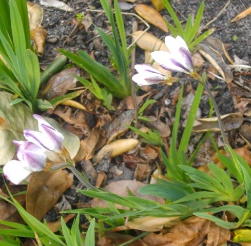 Sparaxis grandiflora subsp. fimbriata outside colouring