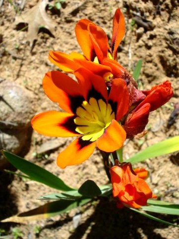 Sparaxis tricolor