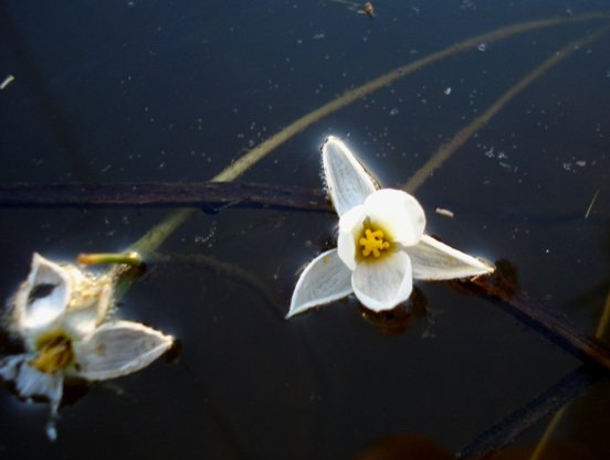 Pauridia aquatica