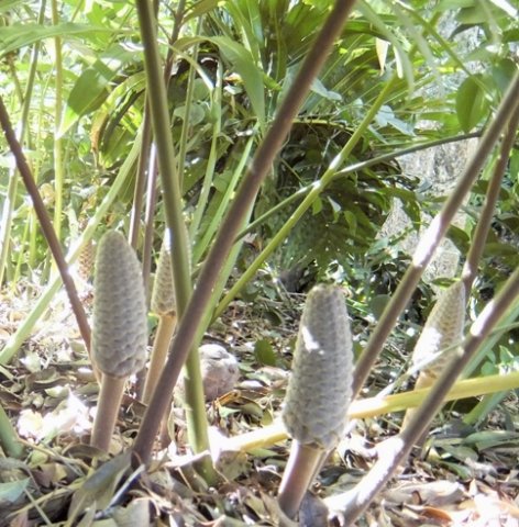 Stangeria eriopus male cones