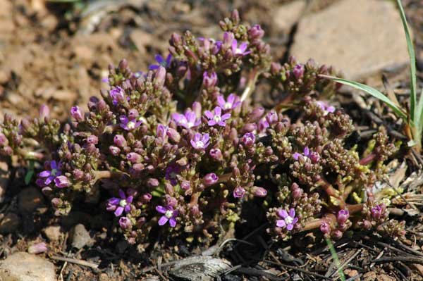 Raphionacme hirsuta flowers before leaves