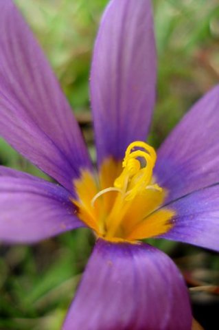 Syringodea bifucata golden inner parts