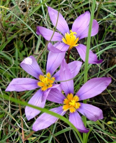 Syringodea