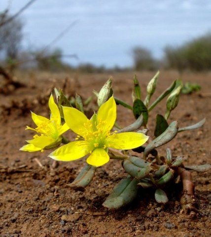 Talinum caffrum