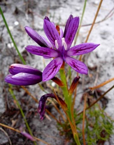 Thereianthus bracteolatus flower