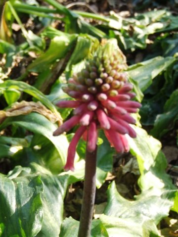 Veltheimia bracteata