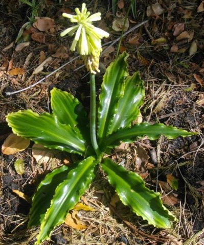 Veltheimia bracteata yellow flowers