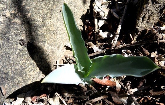 Veltheimia capensis