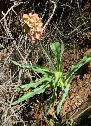 Veltheimia capensis fruiting