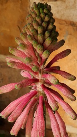Veltheimia capensis inflorescence