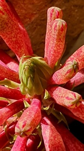 Veltheimia capensis inflorescence tip